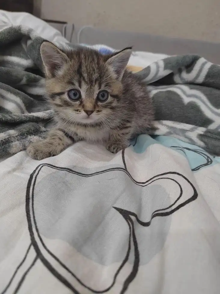 Котята 2 месяца в добрые руки - Кошки (Животные) в Ангарск