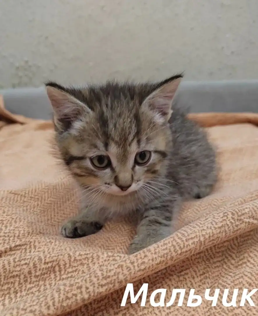 Отдам котят в добрые руки - Животные в Ангарск