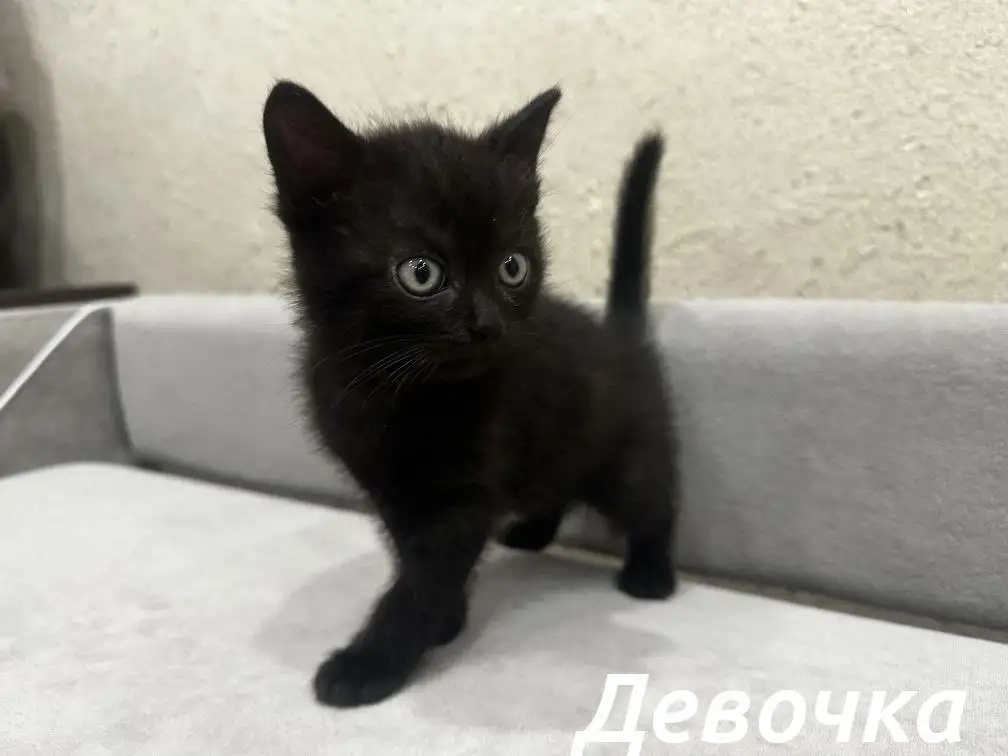 Отдам котят в добрые руки - Животные в Ангарск