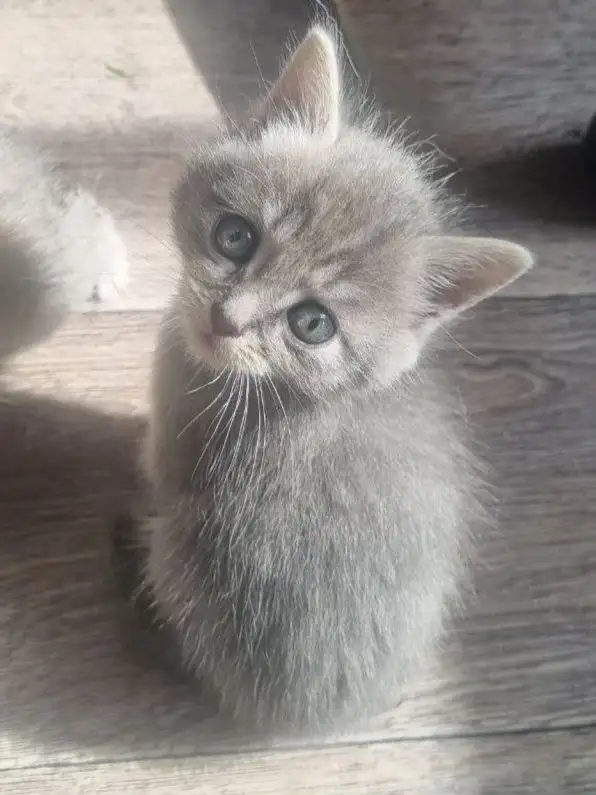 Котята в добрые руки - Кошки (Животные) в Ангарск