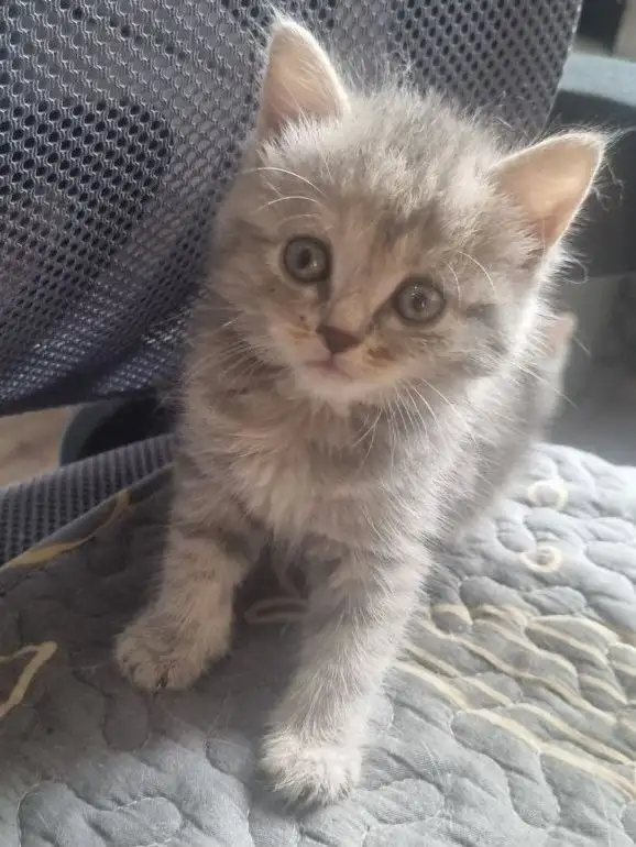 Котята в добрые руки - Кошки (Животные) в Ангарск