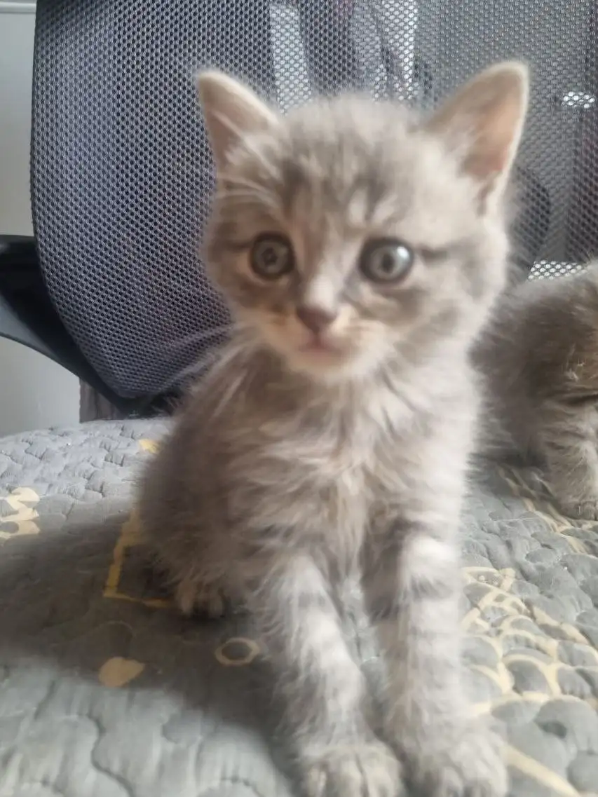 Котята в добрые руки - Кошки (Животные) в Ангарск