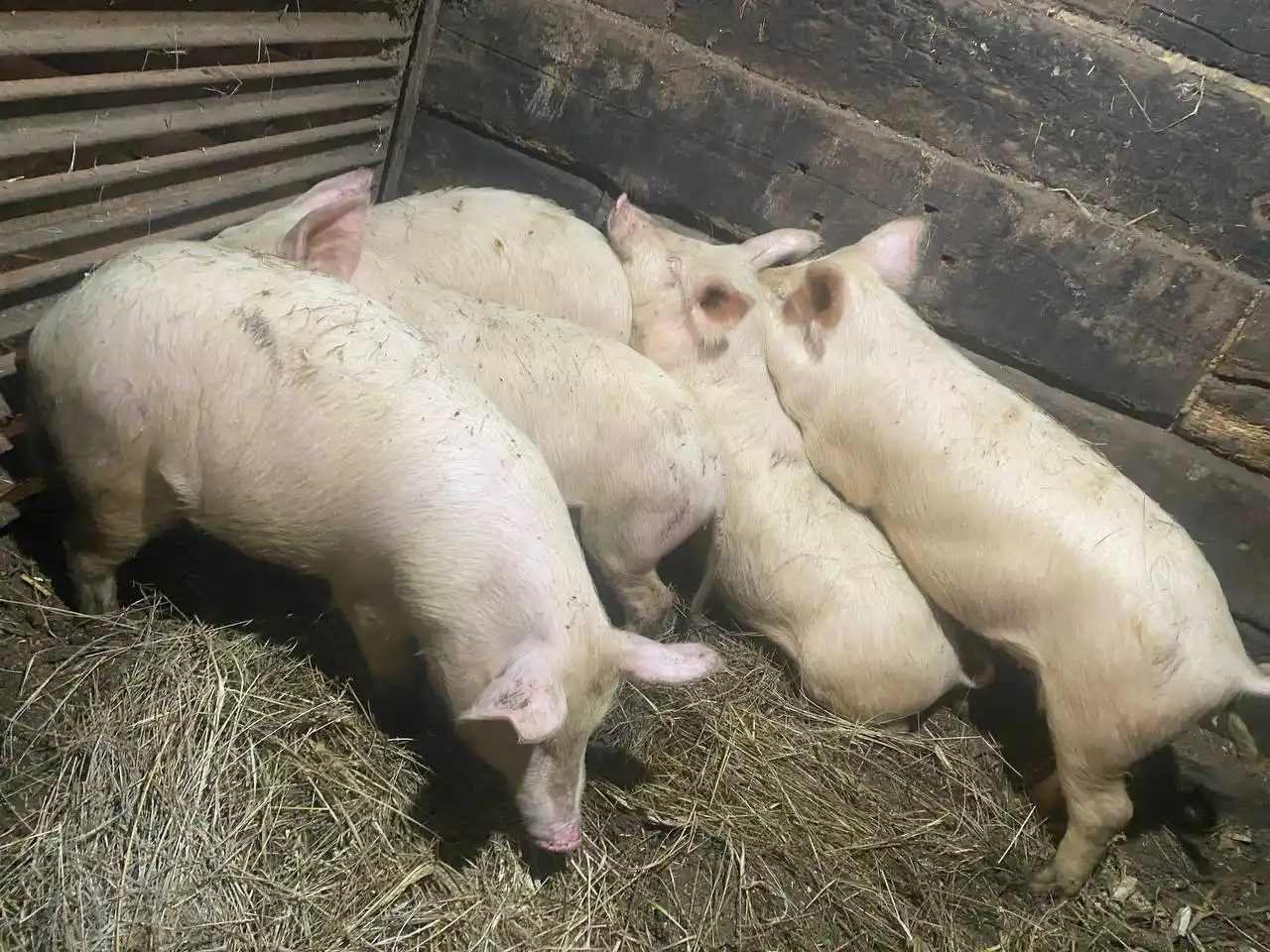 Продам поросят - Животные в Саратов