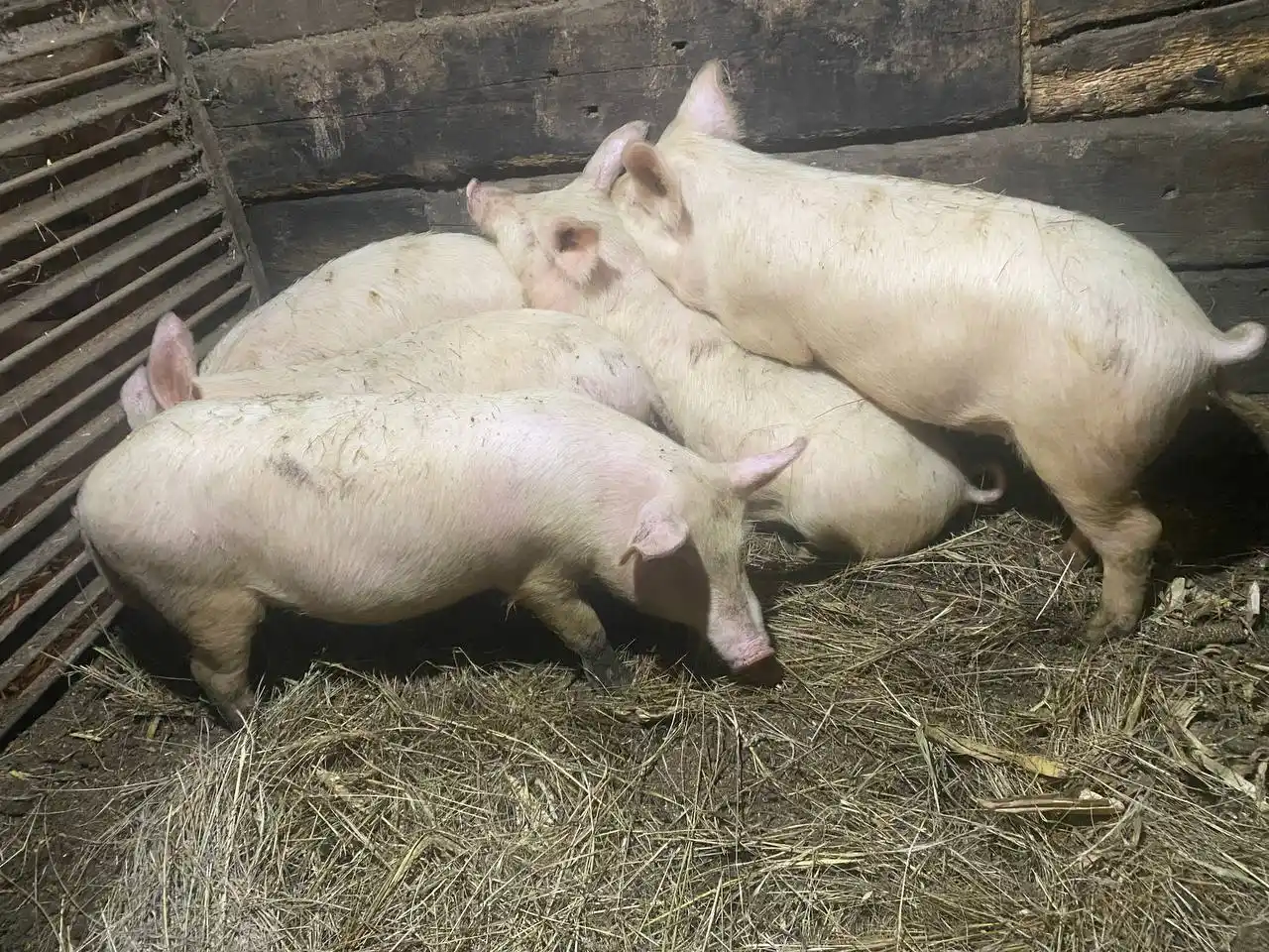 Продам поросят