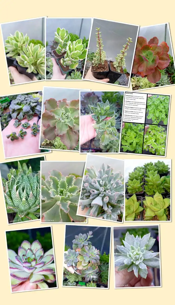 Продажа суккулентов и комнатных растений