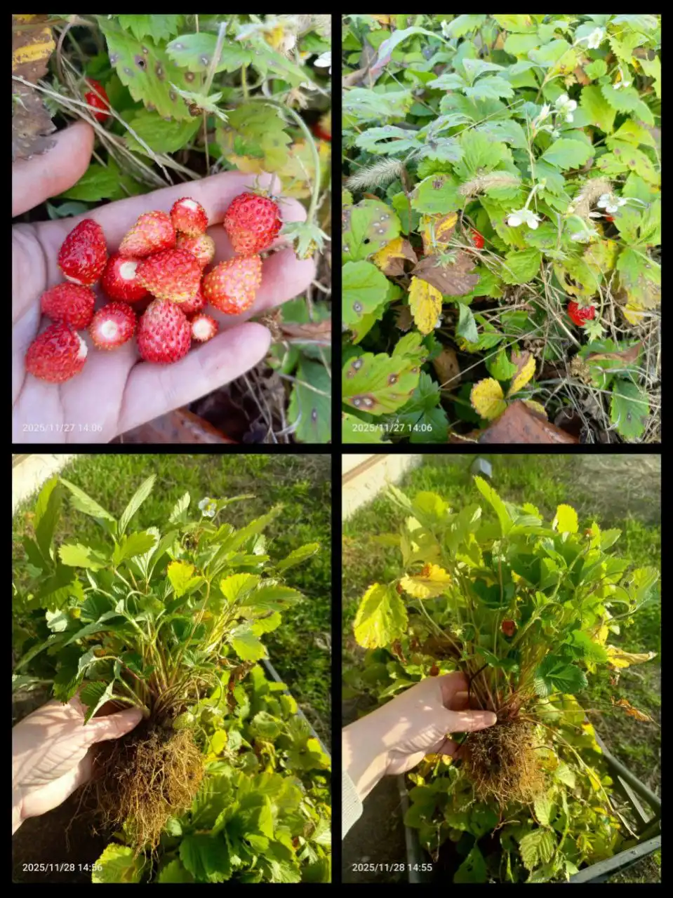 Саженцы ремонтантной земляники