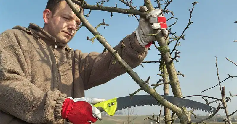 Обрезка и спиливание деревьев