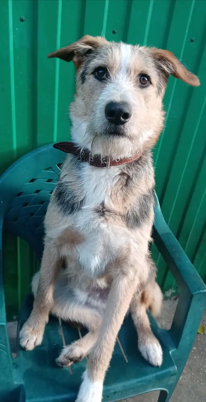 Элвис-малыш ищет дом