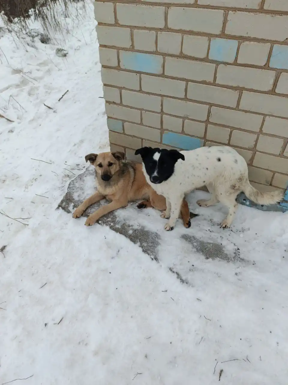 Котята в добрые руки в Саратове