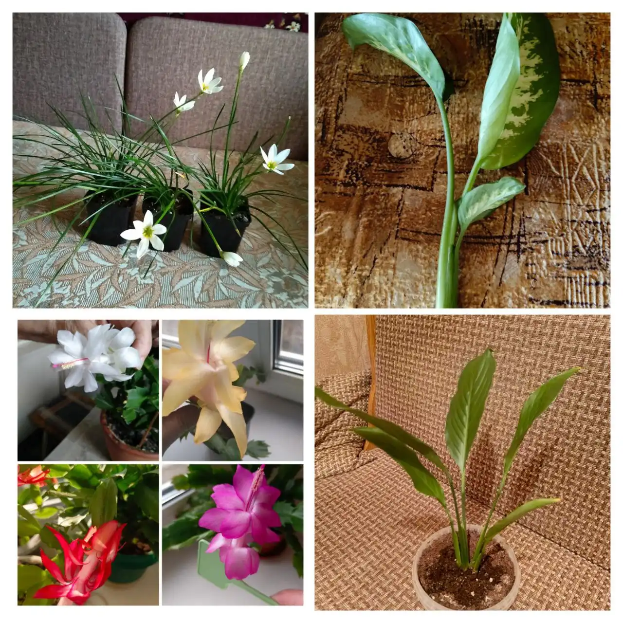 Продажа комнатных растений в Энгельсе