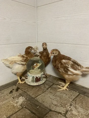 Продажа ломаных браунов-35 с куриным яйцом к Пасхе - Животные в Саратов