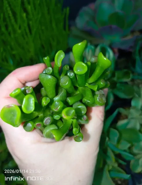 Продажа эхеверий и суккулентов - Подарки в Саратов