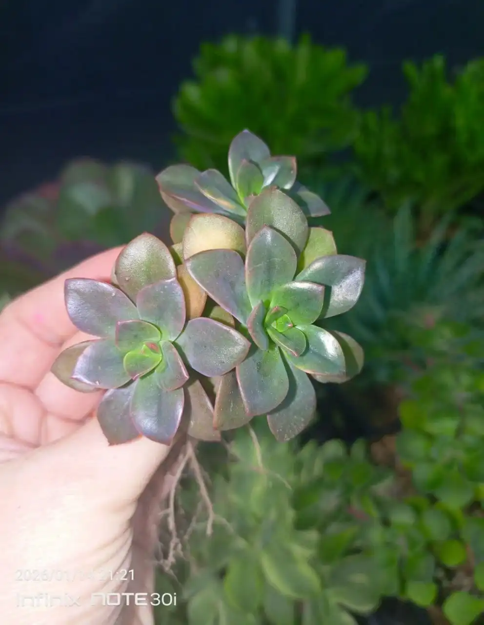 Продажа эхеверий и суккулентов - Растения (Хобби и отдых) в Саратов