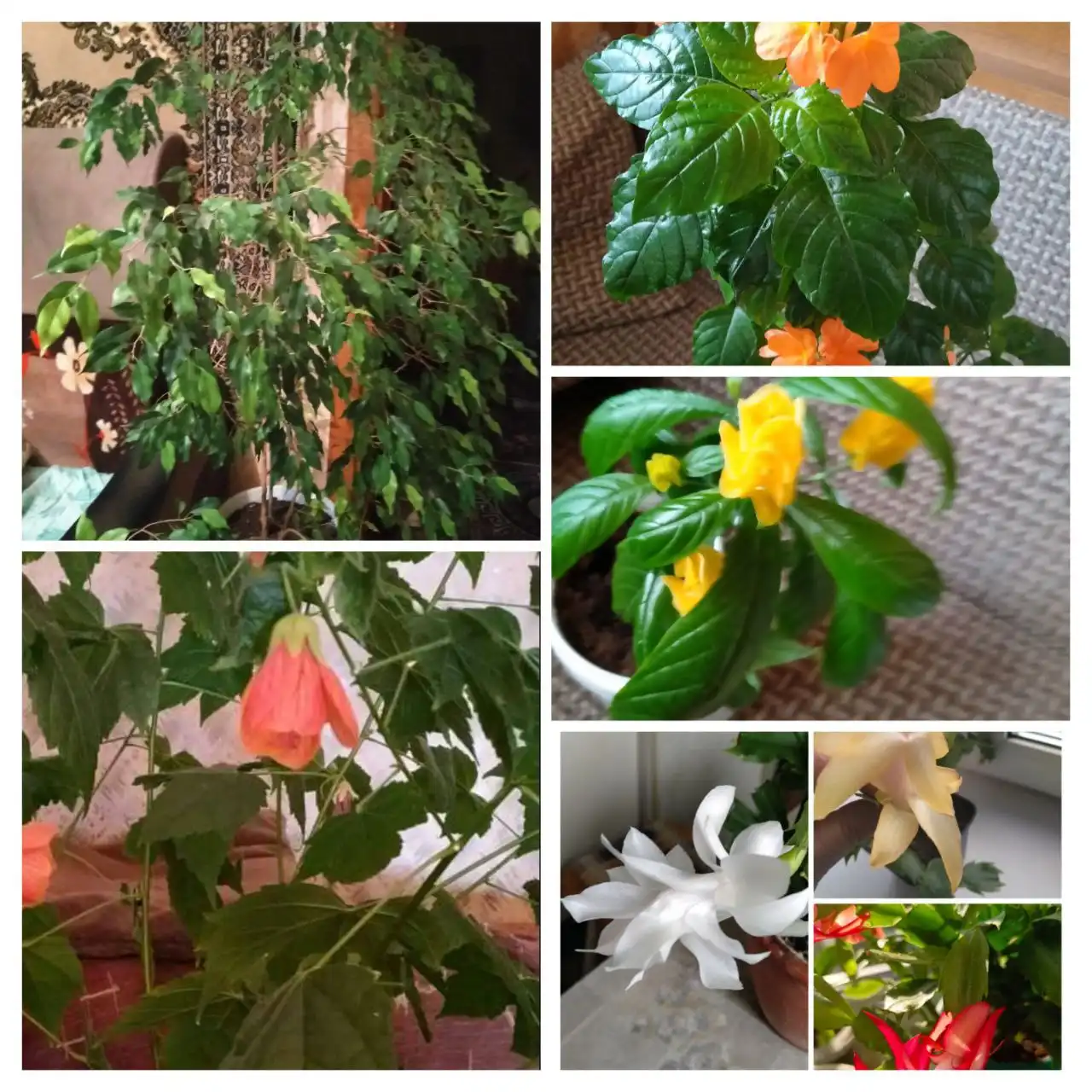 Продажа комнатных растений в Энгельсе - Растения (Хобби и отдых) в Энгельс