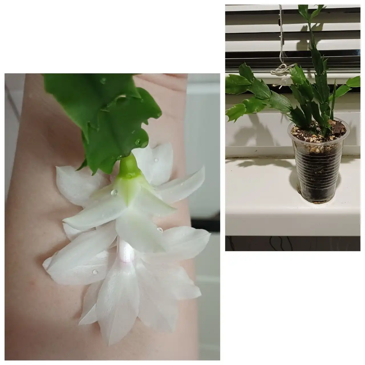 Продажа декабриста белого - Растения (Хобби и отдых) в Энгельс