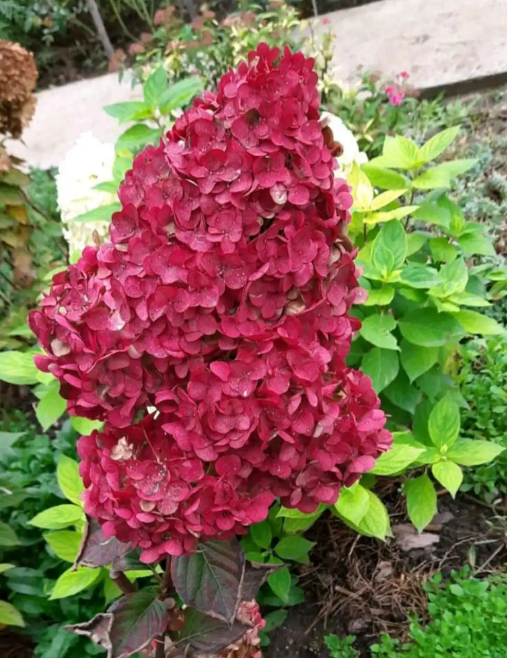 Саженцы растений на весну 2026 - Садоводство (Хобби и отдых) в Энгельс