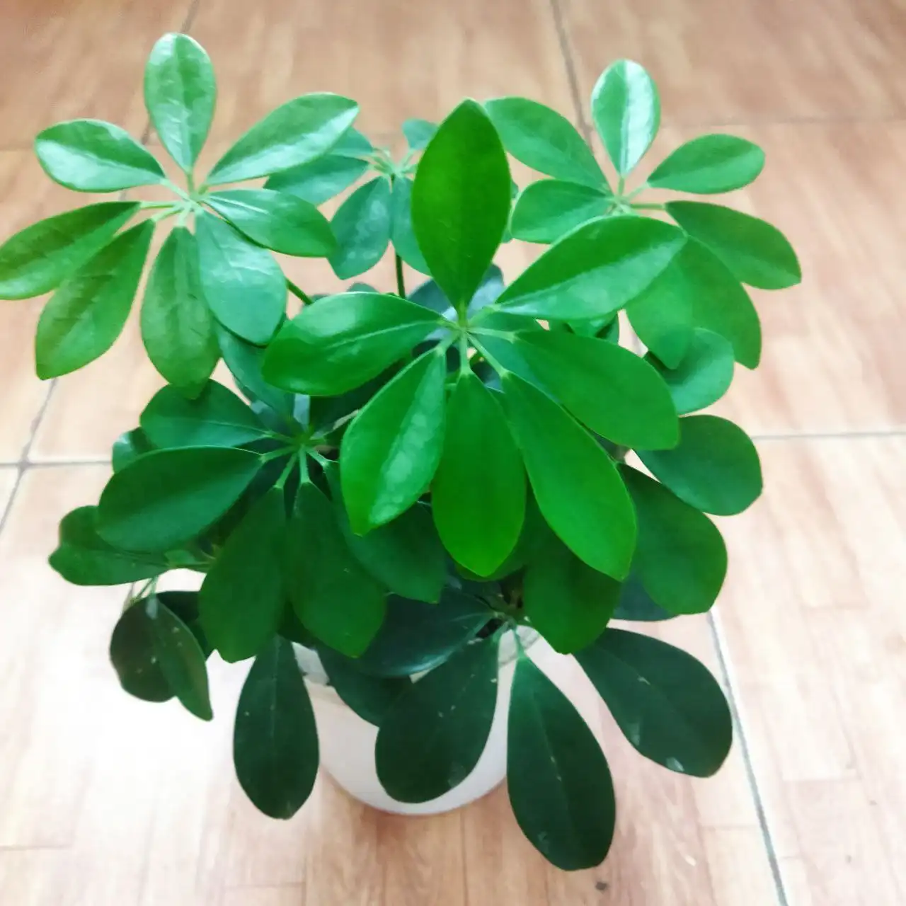 Продажа шеффлеры - Комнатные растения (Хобби и отдых) в Энгельс