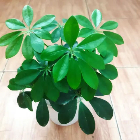 Продажа шеффлеры - Садоводство/Растения в Энгельс