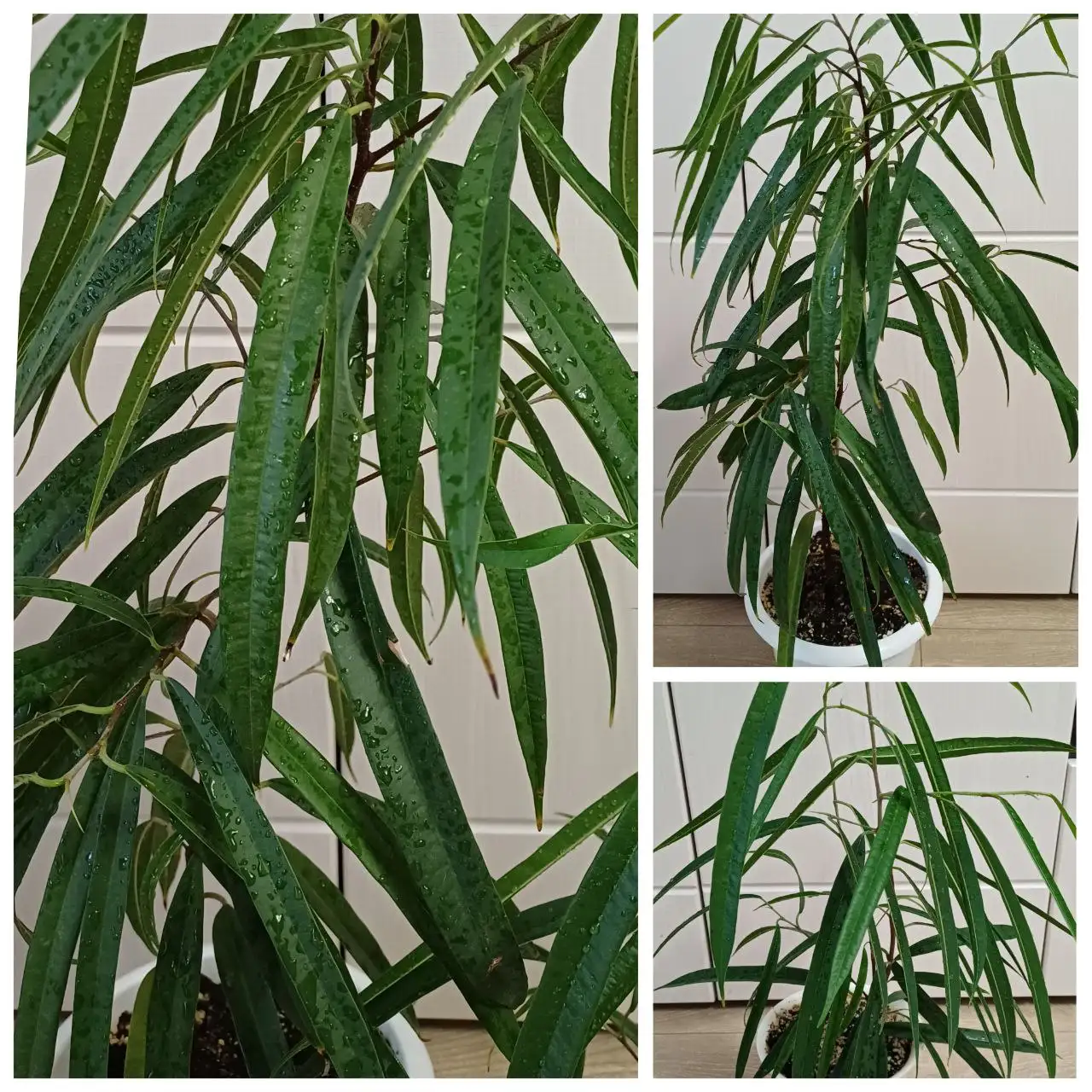 Фикус Али: пышные кустики разных размеров - Комнатные растения (Хобби и отдых) в Энгельс