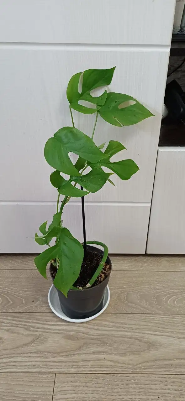 Монстера Минима - Комнатные растения (Хобби и отдых) в Энгельс