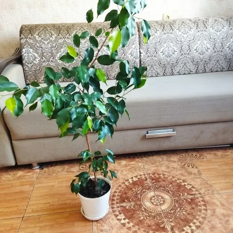 Фикус Бенджамина для офиса и больших квартир - Хобби и отдых в Энгельс