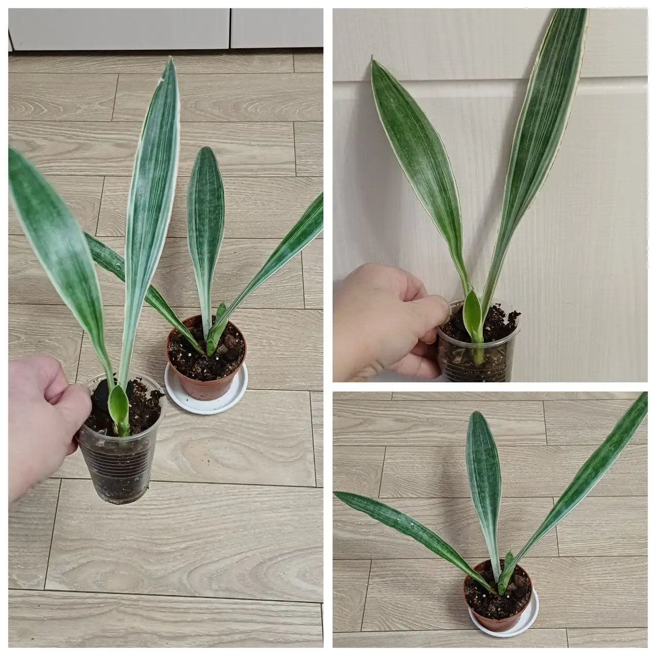 Сансевиерия Саюри в активном росте - Растения (Хобби и отдых) в Энгельс