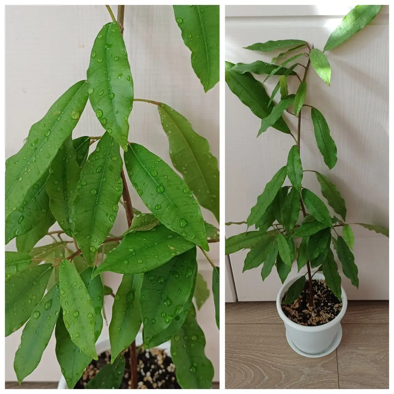 Фикус Формозана высота 47см - Растения (Хобби и отдых) в Энгельс