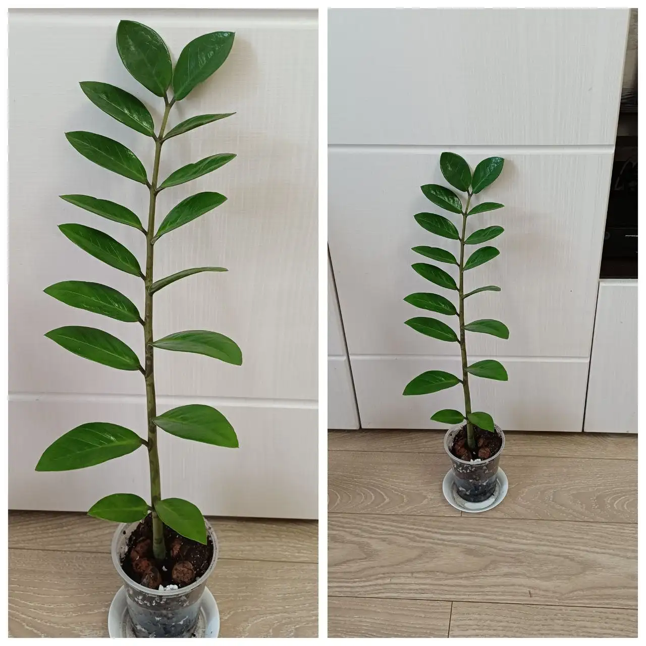 Замиокулькас укоренённая ветка - Растения (Хобби и отдых) в Энгельс