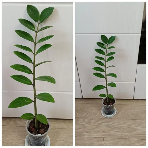 Замиокулькас укоренённая ветка - частное объявление в Энгельс