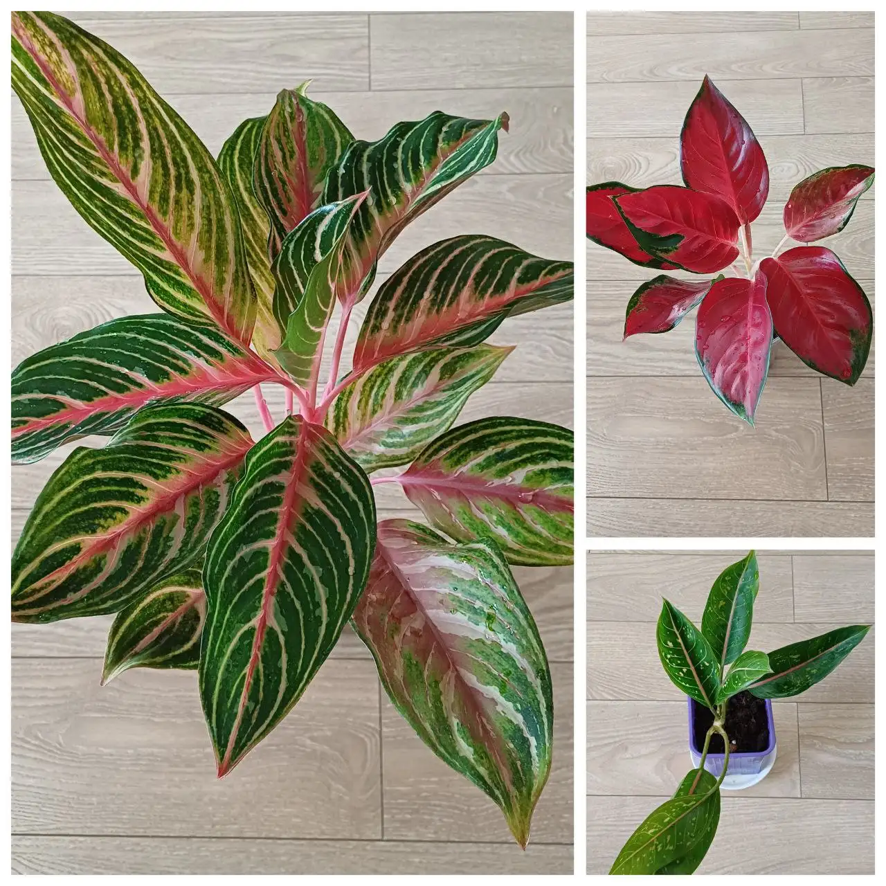 Продажа комнатных растений Аглаонема - Комнатные растения (Хобби и отдых) в Энгельс