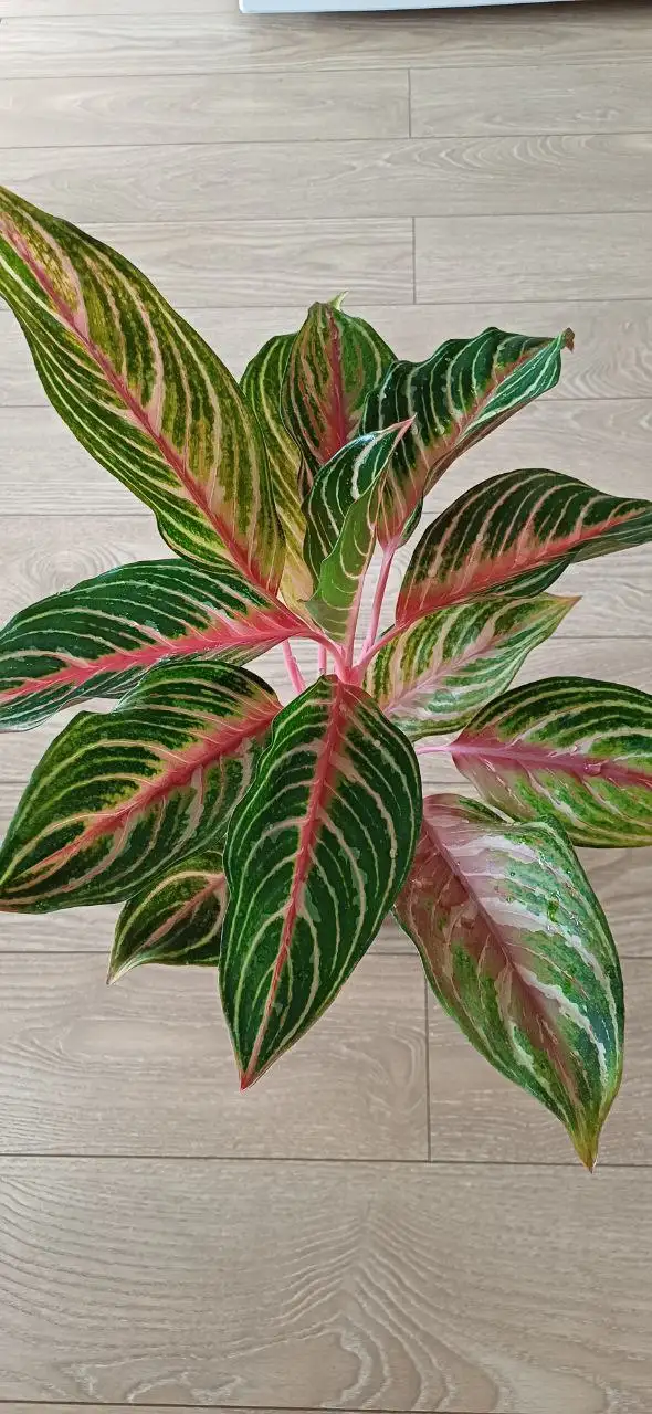 Аглаонема Тигр - Растения (Хобби и отдых) в Энгельс