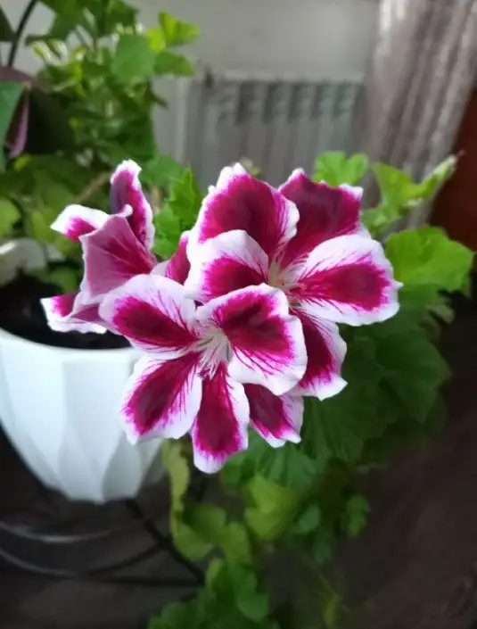 Продажа укоренённых черенков пеларгонии - Растения (Хобби и отдых) в Энгельс