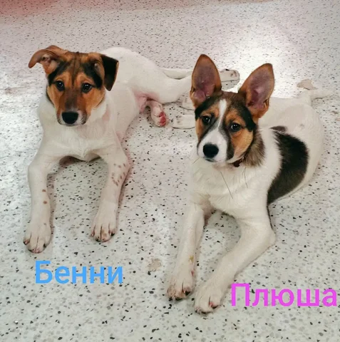 Щенки Бенни и Плюша ищут дом - Животные в Саратов