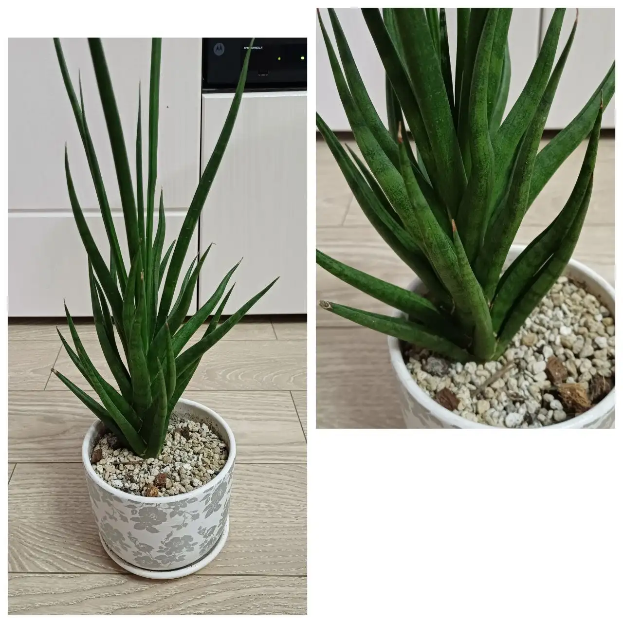 Сансевиерия в горшке - Растения (Хобби и отдых) в Энгельс