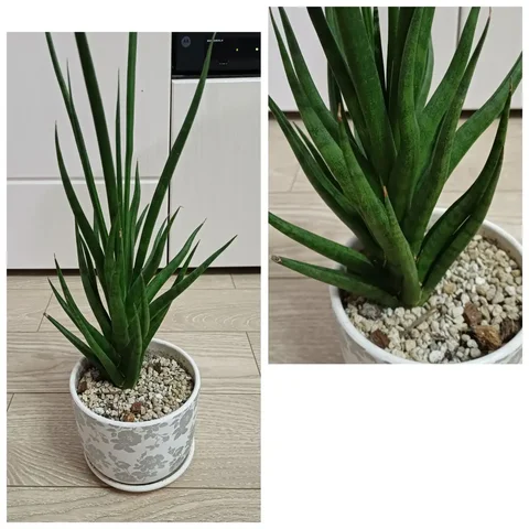 Сансевиерия в горшке - Картины/Искусство в Энгельс