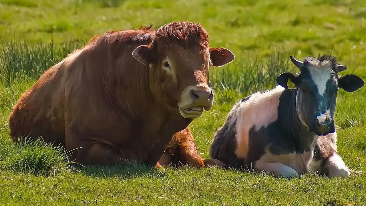 Закупка КРС и вынужденный забой - Скот (Животные) в Саратов