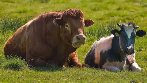 Закупка КРС (коров, быков, телок) на мясо, откорм и вынужденный забой - частное объявление в Саратов - Энгельс