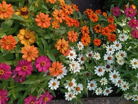 Семена однолетников: цинии и бархатцы - Кондитерские принадлежности в Саратов