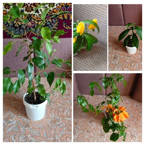 Продажа комнатных растений: Фикус Бенджамина, Пахистахисы, Кроссандра - Велосипеды в Энгельс