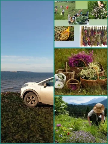 Поездки на тихую охоту за дарами природы - Туризм и отдых в Саратов