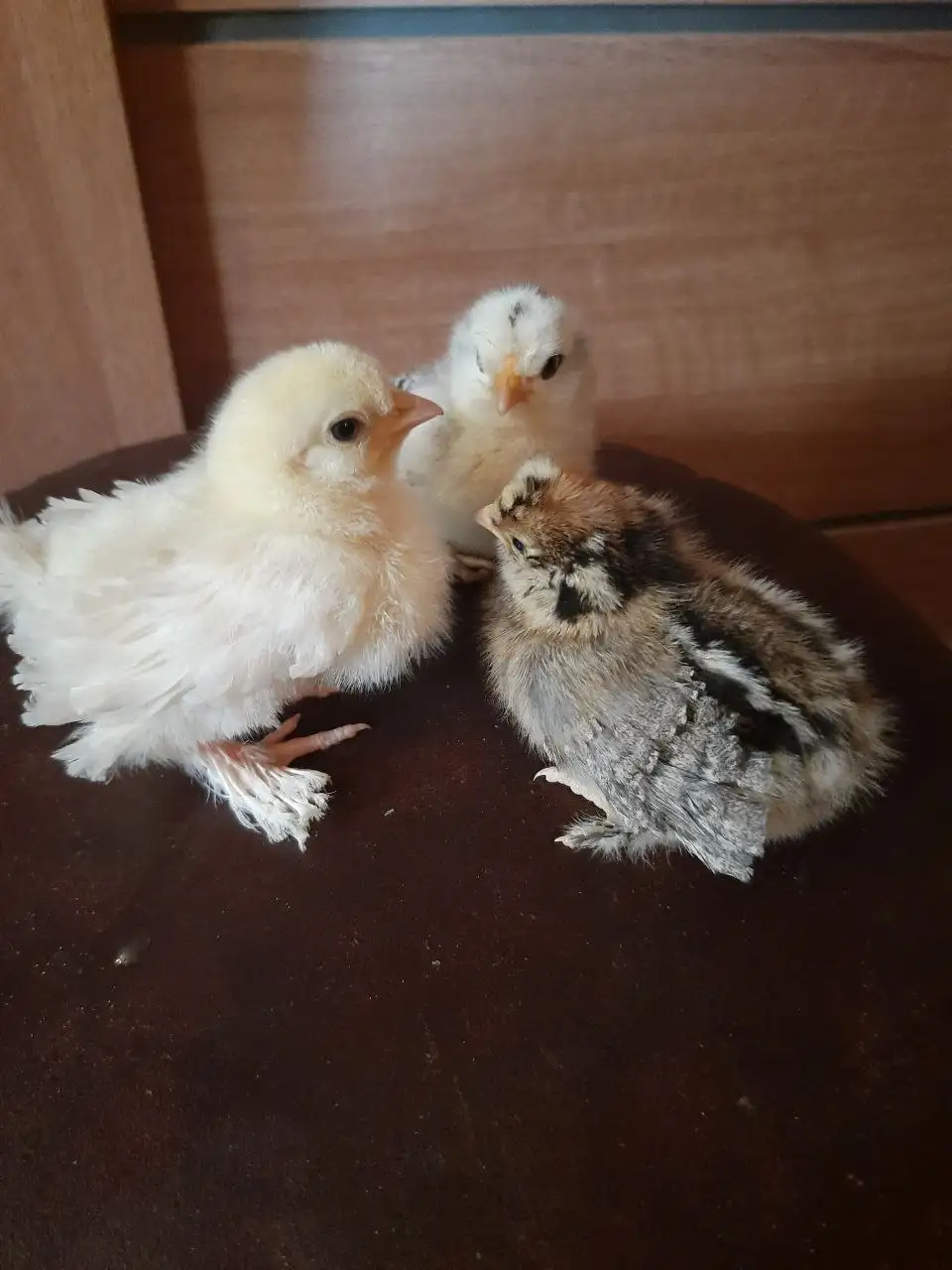 Продажа недельных цыплят курчавых - Птицы (Животные) в Борисовка
