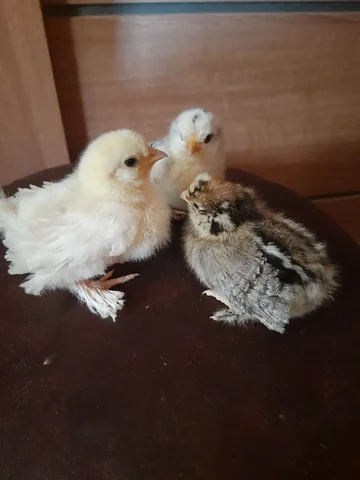 Продажа недельных цыплят курчавых - Собаки в Борисовка