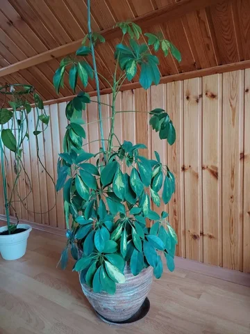 Продам шефлеру - Посуда в Белгород