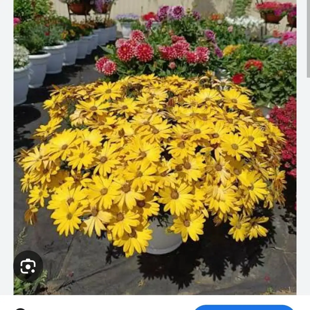 Рассада ампельных растений - Растения/рассада (Хобби и отдых) в Белгород