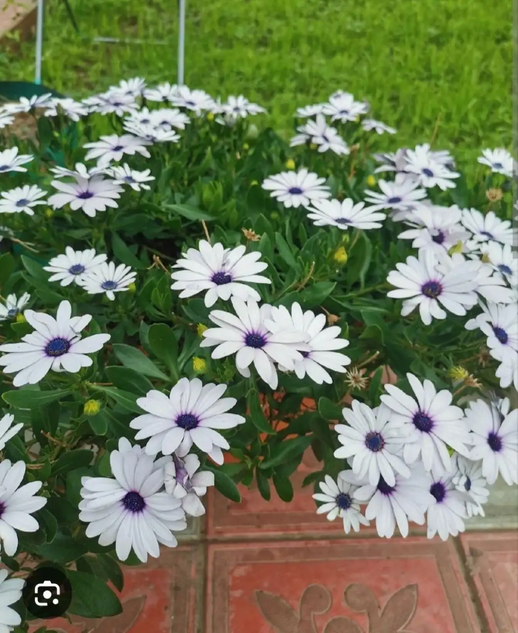 Рассада ампельных растений - Растения/рассада (Хобби и отдых) в Белгород