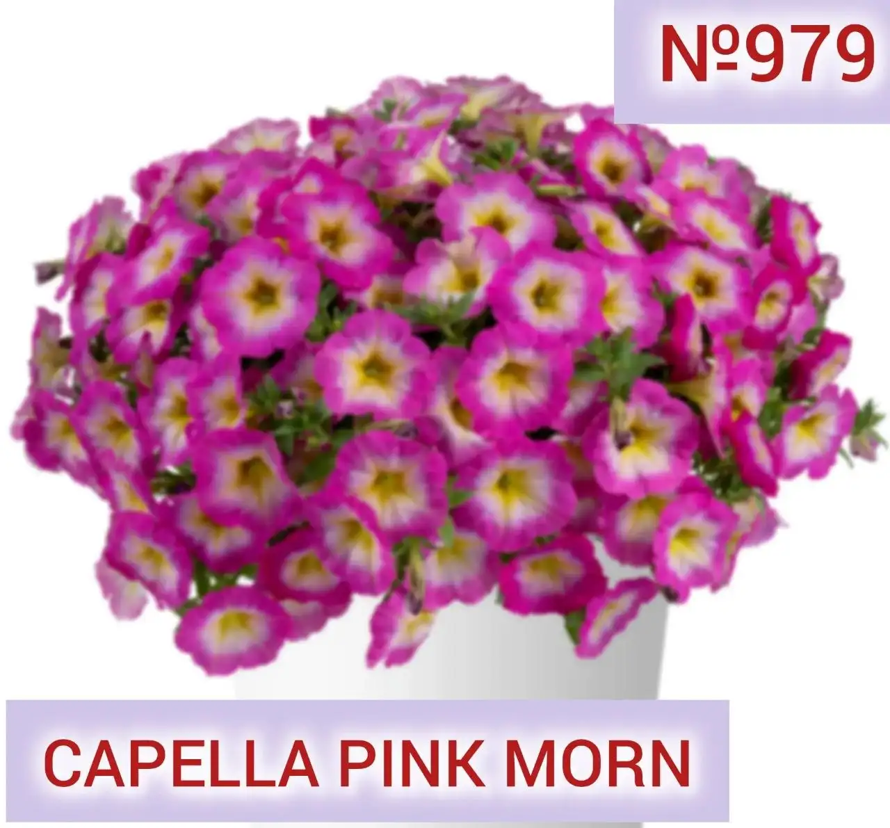 Рассада ампельных растений - Растения/рассада (Хобби и отдых) в Белгород