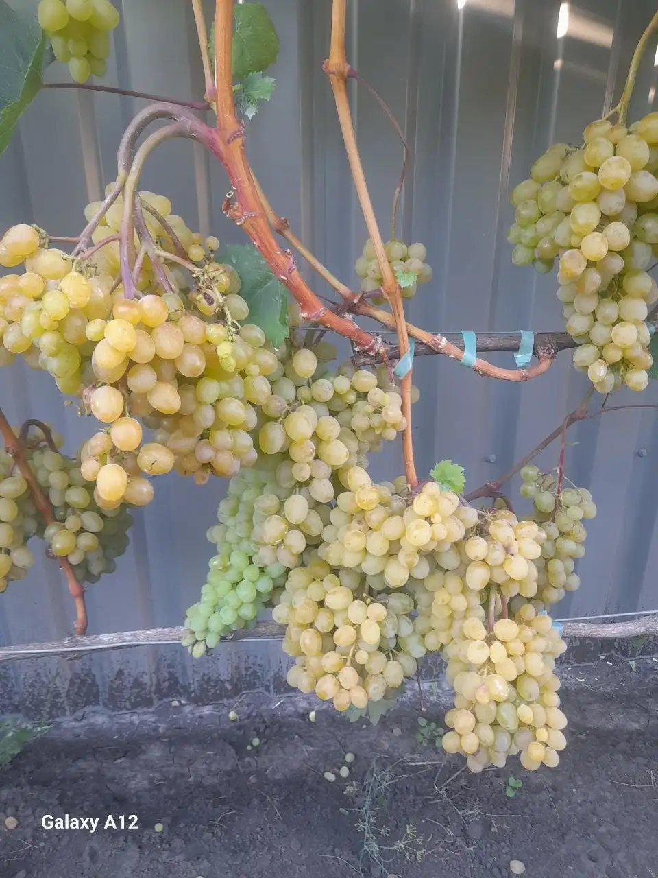Продажа саженцев столового винограда различных сортов - Садоводство (Хобби и отдых) в Белгород