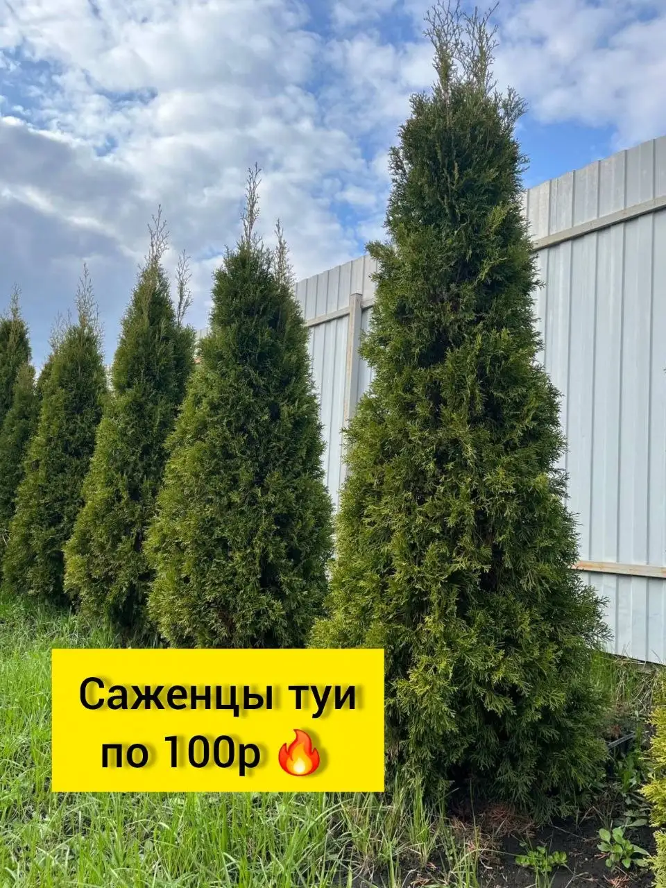 Саженцы туи Смарагд - Растения (Для дома и дачи) в Белгород