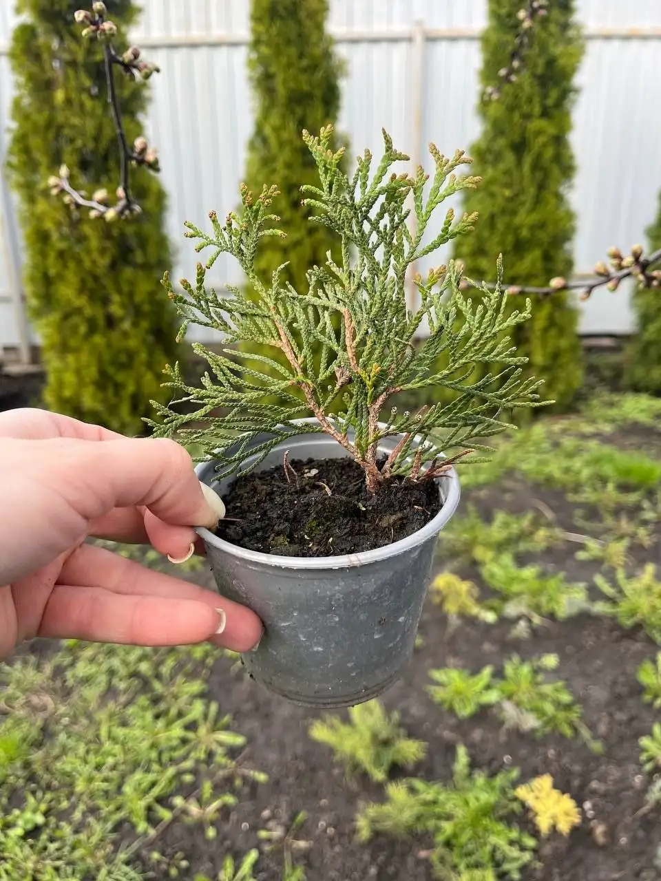 Саженцы туи Смарагд - Растения (Для дома и дачи) в Белгород