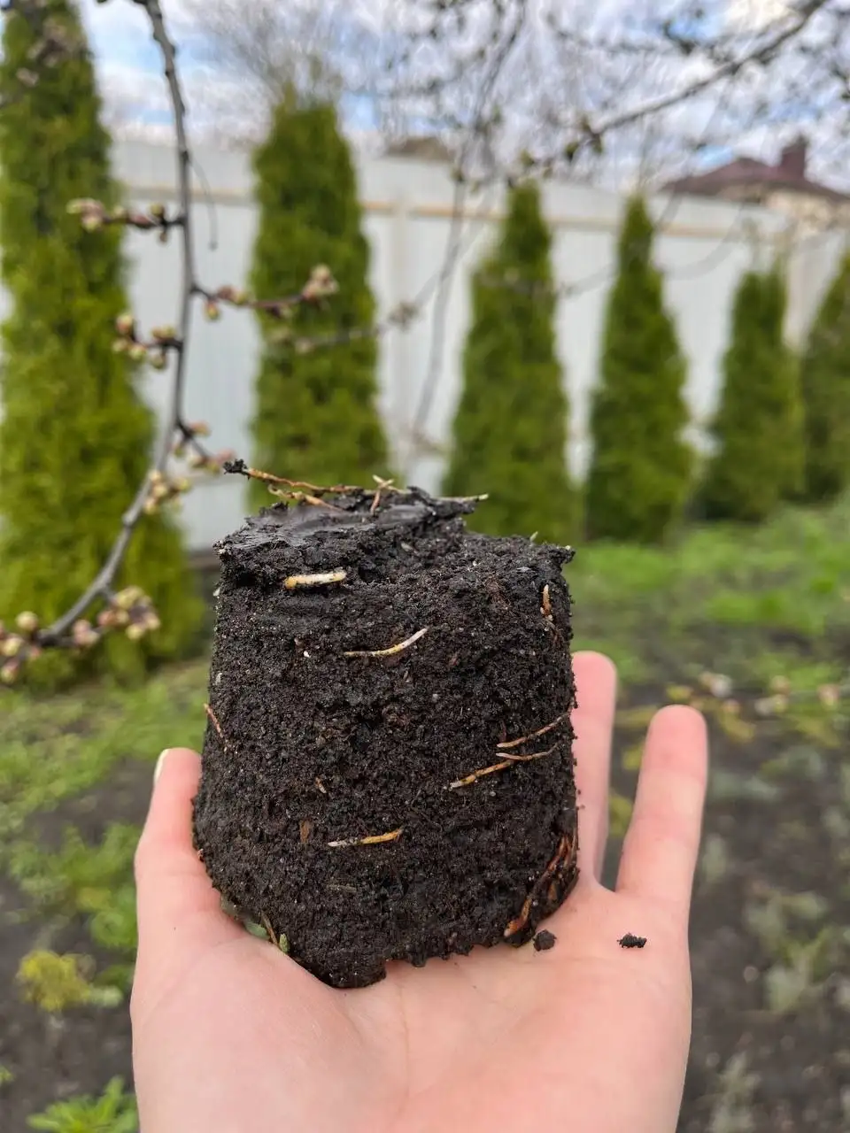 Саженцы туи Смарагд - Растения (Для дома и дачи) в Белгород